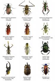 Attēlu rezultāti vaicājumam “Coleoptera”