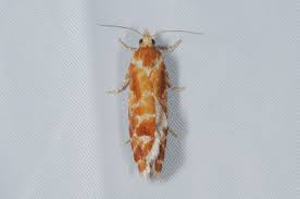 Attēlu rezultāti vaicājumam “Rhyacionia pinicolana”