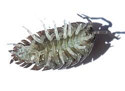 Attēlu rezultāti vaicājumam “Porcellio scaber”