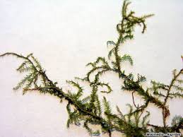 Attēlu rezultāti vaicājumam “Brachythecium rivulare”