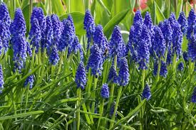 Attēlu rezultāti vaicājumam “Muscari armeniacum”