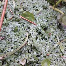 Attēlu rezultāti vaicājumam “Callitriche verna flower”