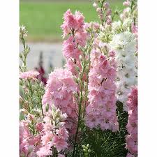 Image result for Rittersporn