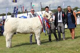 Image result for Teamsheep