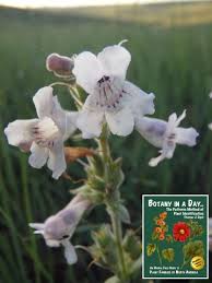 Attēlu rezultāti vaicājumam “Plantaginaceae”
