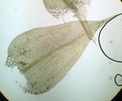 Attēlu rezultāti vaicājumam “Drepanocladus aduncus”