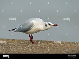 Attēlu rezultāti vaicājumam “Larus ridibundus adult”