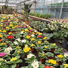 Attēlu rezultāti vaicājumam “Primula x margotae flower”