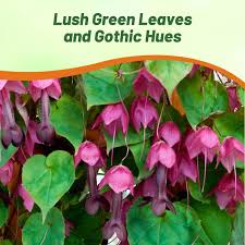 Image result for Rhodochiton atrosanguineum