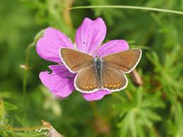 Attēlu rezultāti vaicājumam “Carterocephalus silvicolus female”