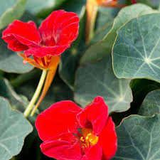 Image result for Tropaeolum minus