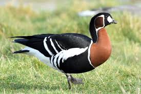Image result for Branta ruficollis