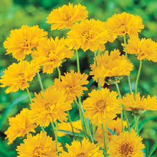 Image result for Coreopsis