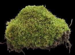 Attēlu rezultāti vaicājumam “Dicranum flagellare”