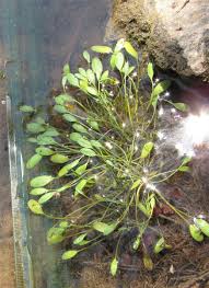 Attēlu rezultāti vaicājumam “Limosella aquatica leaf”