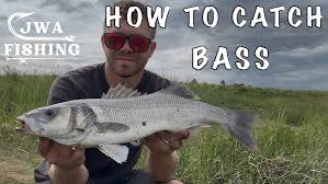 Image result for Bristol Channel Sea Fishing