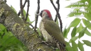 Attēlu rezultāti vaicājumam “Picus viridis nest”