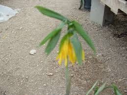 Attēlu rezultāti vaicājumam “Uvularia grandiflora”