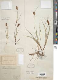 Attēlu rezultāti vaicājumam “Blysmus compressus”