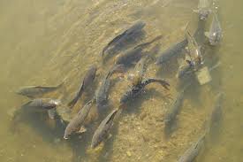 Image result for Cyprinus multitaeniatus