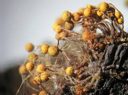 Attēlu rezultāti vaicājumam “Cribraria intricata”