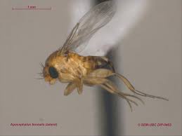 Attēlu rezultāti vaicājumam “Phoridae”