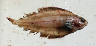 Image result for Microstomus kitt