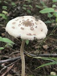 Attēlu rezultāti vaicājumam “Macrolepiota”