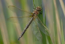 Attēlu rezultāti vaicājumam “Brachytron pratense”