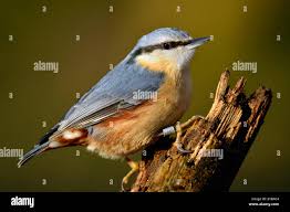 Image result for Sitta europaea