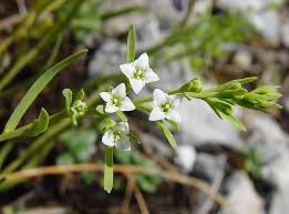 Attēlu rezultāti vaicājumam “Thesium alpinum”