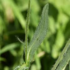 Image result for Knautia dipsacifolia