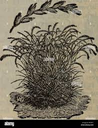 Attēlu rezultāti vaicājumam “Poa pratensis fruit”