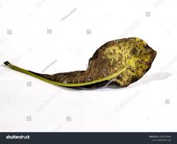 Attēlu rezultāti vaicājumam “Coleosporium sp.”