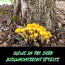 Attēlu rezultāti vaicājumam “Armillaria mellea”