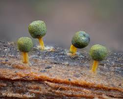 Attēlu rezultāti vaicājumam “Physarum bryocorticola macro”