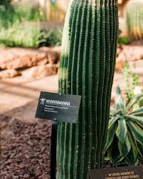 Image result for Cactaceae