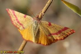 Attēlu rezultāti vaicājumam “Lythria cruentaria”