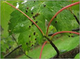 Attēlu rezultāti vaicājumam “Vasates quadripedes”