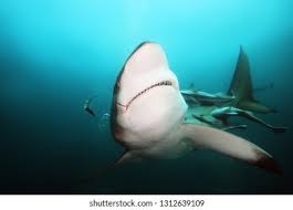 Image result for Carcharhinus limbatus