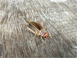 Attēlu rezultāti vaicājumam “Gryllus domesticus”