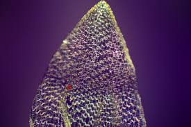 Attēlu rezultāti vaicājumam “Sphagnum centrale”