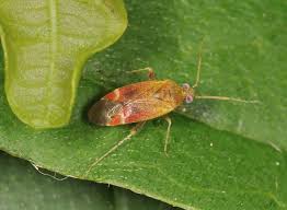 Attēlu rezultāti vaicājumam “Psallus sp.”