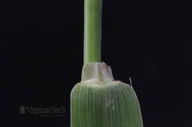 Attēlu rezultāti vaicājumam “Digitaria ischaemum leaf”