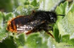 Attēlu rezultāti vaicājumam “Osmia bicolor”