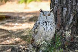 Attēlu rezultāti vaicājumam “Strigiformes”
