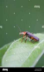 Attēlu rezultāti vaicājumam “Cantharis rustica imago”