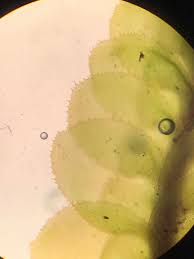 Attēlu rezultāti vaicājumam “Lophozia excisa”