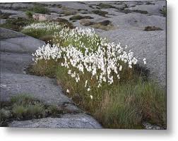 Attēlu rezultāti vaicājumam “Eriophorum angustifolium flower”