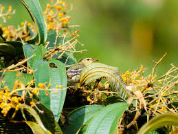 Image result for Dendroica castanea